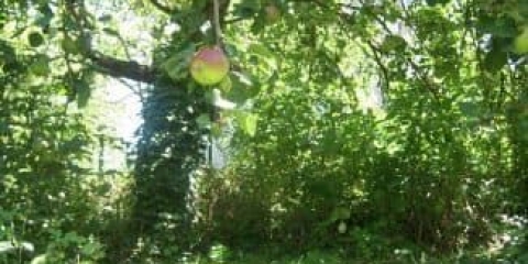 Zašto je važno orezivati ​​stare jabuke?